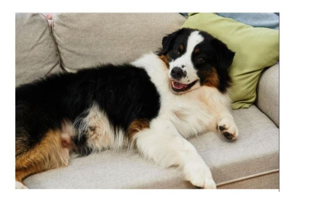 Evo šta svaki pas uradi kad oseti da je u društvu loše i pokvarene osobe: Ovo DOBRO zapamtite, može vas zaštititi od zla - featured image