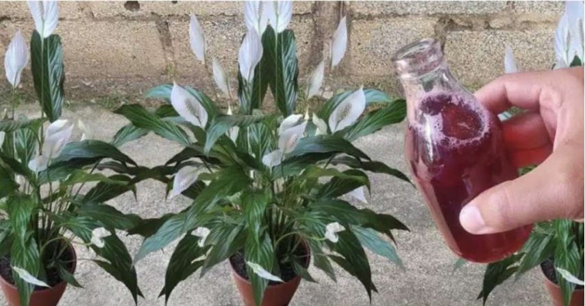 Samo ga sipajte u saksiju i cvijet cvjeta skoro NON-STOP: Nema bolesti, imamo 5 puta više lijepih listova i cvjetova! - featured image