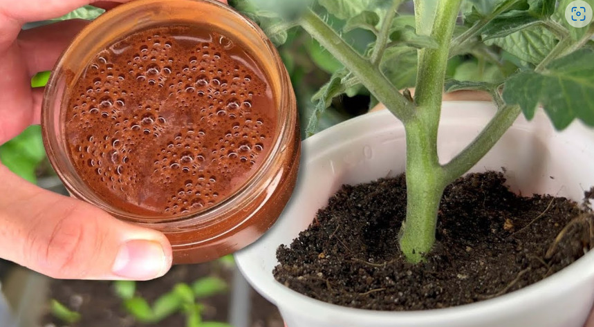 Za nedelju dana paradajz imastabljiku deblju od malog prsta! Zalijevam ga OVOM smjesom.. - featured image