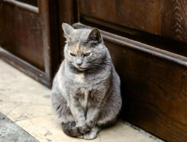 Ne smijete da je tjerate: Kada vam mačka dođe na kućni prag, čućete ovakve vijesti! - featured image