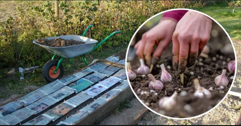 Bijeli luk za zimu sadim samo preko NOVINSKOG TRIKA! Savršena metoda sadnje za sve zaposlene ljude - featured image