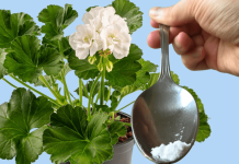 ODMAH JE PROCVJETALA! 1 kašičica za bilo koji kućni cvijet i bujno cvjetanje je zagarantovano!