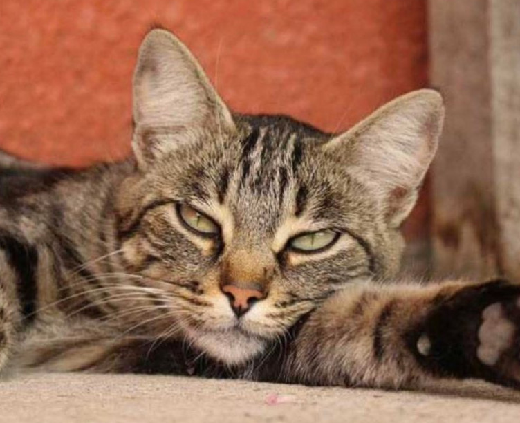 Mačka je pravi lek za čoveka: 7 bolesti koje samo ona može da izleči! - featured image