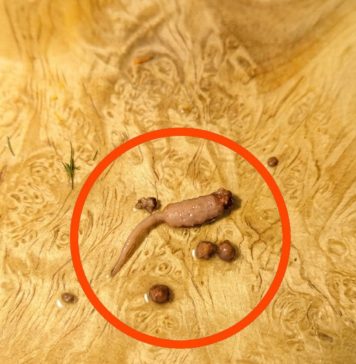 Kuvao sam mleveno meso i kada sam ga izvadio iz tiganja, primetio sam čudan predmet koji nije ličio na meso. Kuvao sam mleveno meso i kada sam ga izvadio iz tiganja, primetio sam čudan predmet koji nije ličio na meso. - featured image