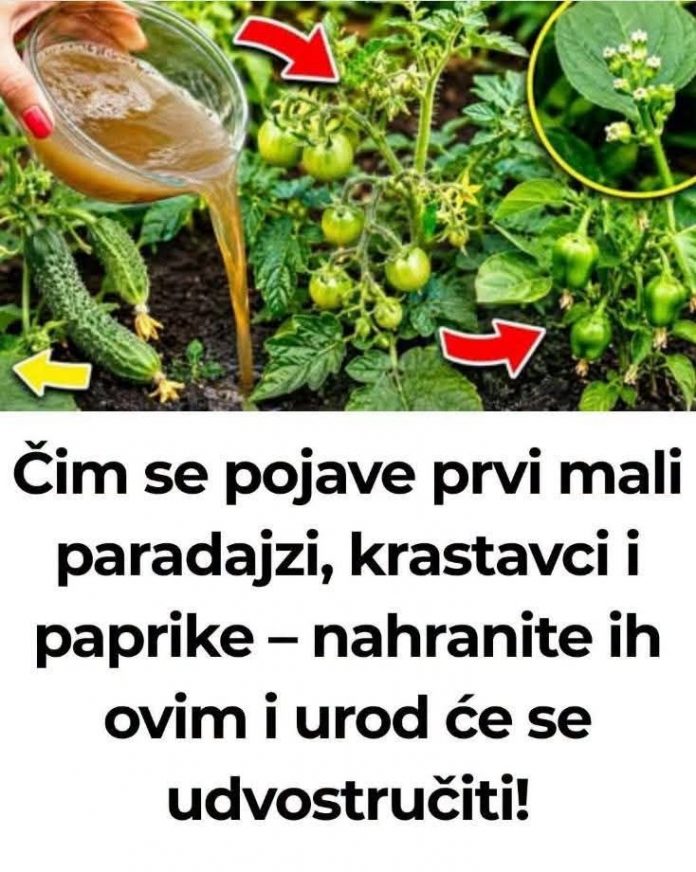 Zalijte paradajz i krastavac ovim rastvorom i rađaće do besvijesti: Baštovanski trik odmah djeluje - featured image