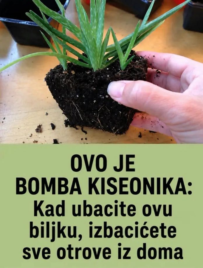 OVO JE BOMBA KISEONIKA: Kad ubacite ovu biljku, izbacićete sve otrove iz doma - featured image