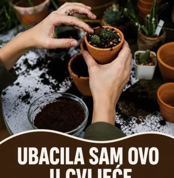 UBACILA SAM OVO U CVIJEĆE I ONO RASTE KAO LUDO: Trik koji ćete obožavati, A BESPLATNO JE UBACILA SAM OVO U CVIJEĆE I ONO RASTE KAO LUDO: Trik koji ćete obožavati, A BESPLATNO JE - featured image