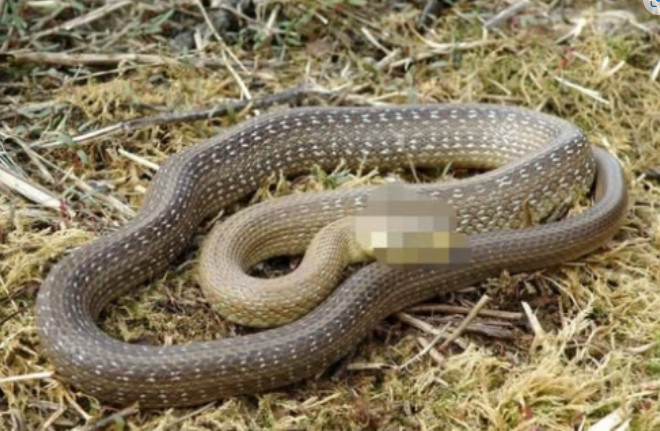Šta znači sanjati zmiju: Evo kada je to dobar znak, a kada loš - featured image