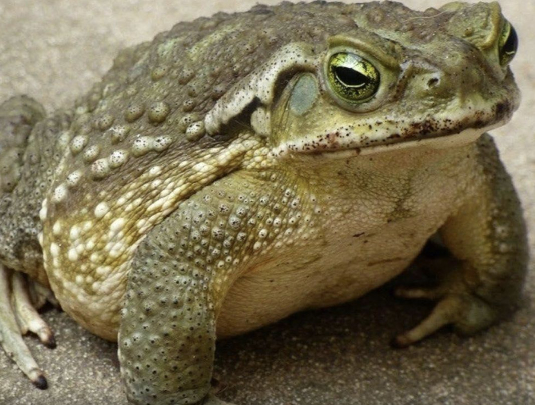 Šta zapravo znači kada se žaba krastača pojavi uz vaš prag - featured image Šta zapravo znači kada se žaba krastača pojavi uz vaš prag - featured image