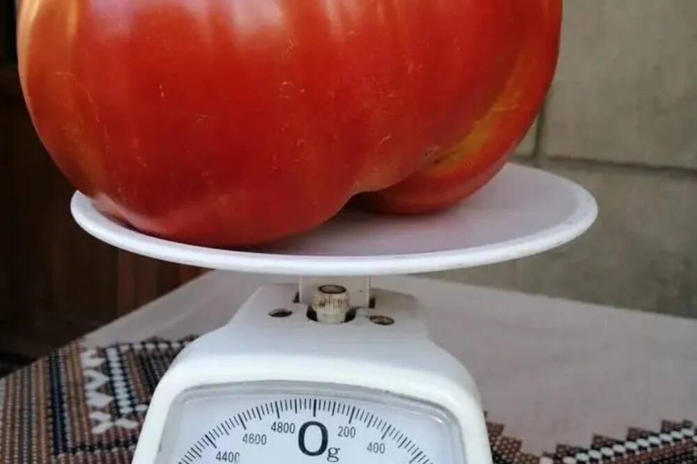 Žene masovno odlepile za najbržom paradajz dijetom: Skida 5 kilograma za samo 6 dana, topi salo bez gladovanja - featured image