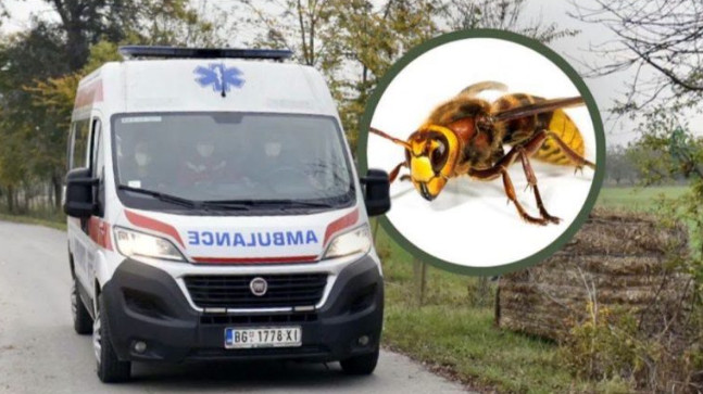 Mjesto na tijelu na kojem je ujed stršljena najopasniji: Alergični 0dmah treba da popiju jedan lek, doktorka savetuje kako spasiti život - featured image Mjesto na tijelu na kojem je ujed stršljena najopasniji: Alergični 0dmah treba da popiju jedan lek, doktorka savetuje kako spasiti život - featured image